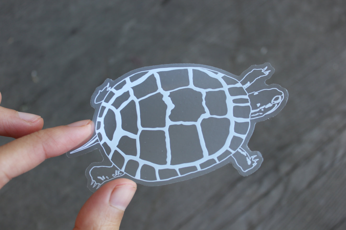 Painted Turtle