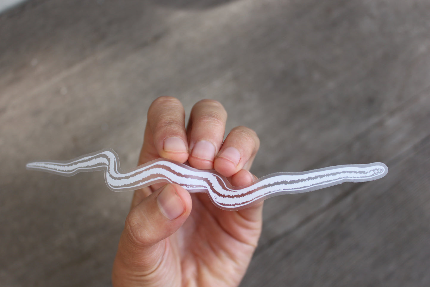 Rosy Boa