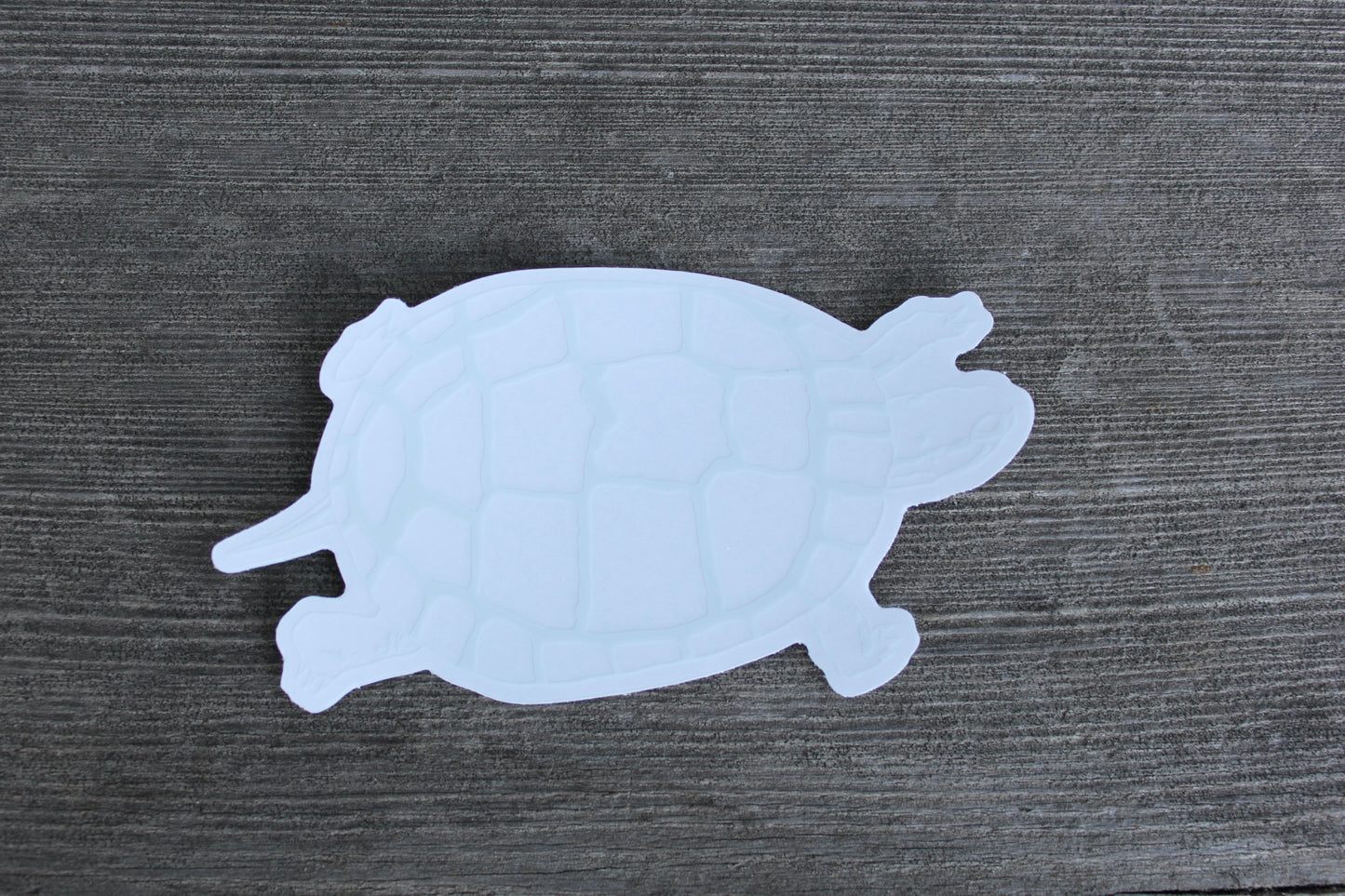 Painted Turtle
