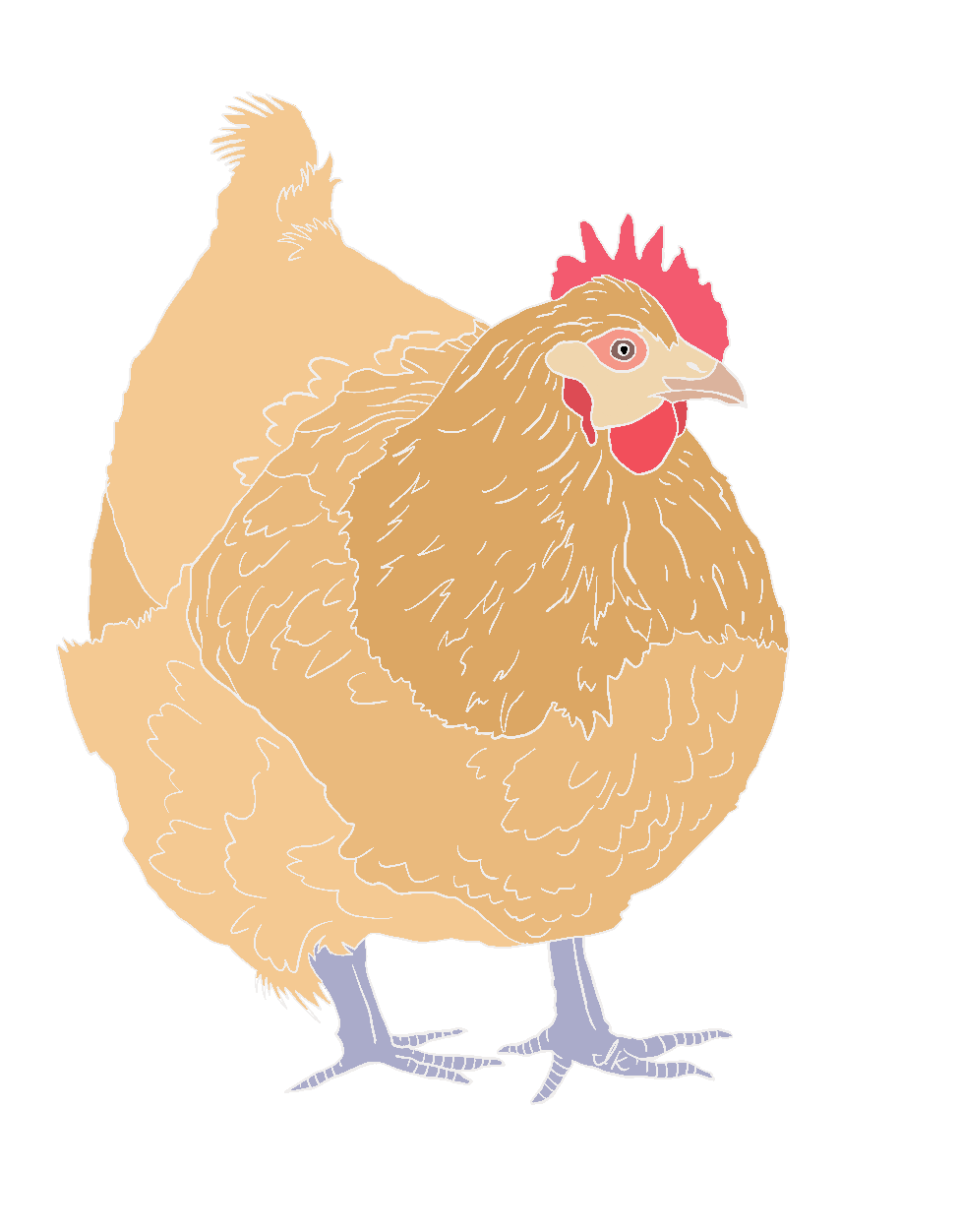 Chicken