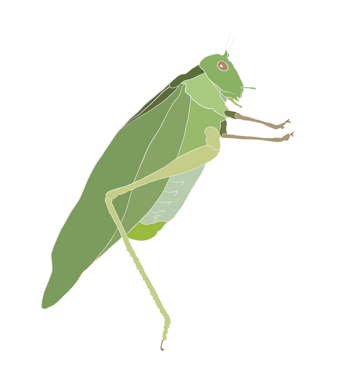 Insect