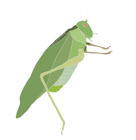 Insect