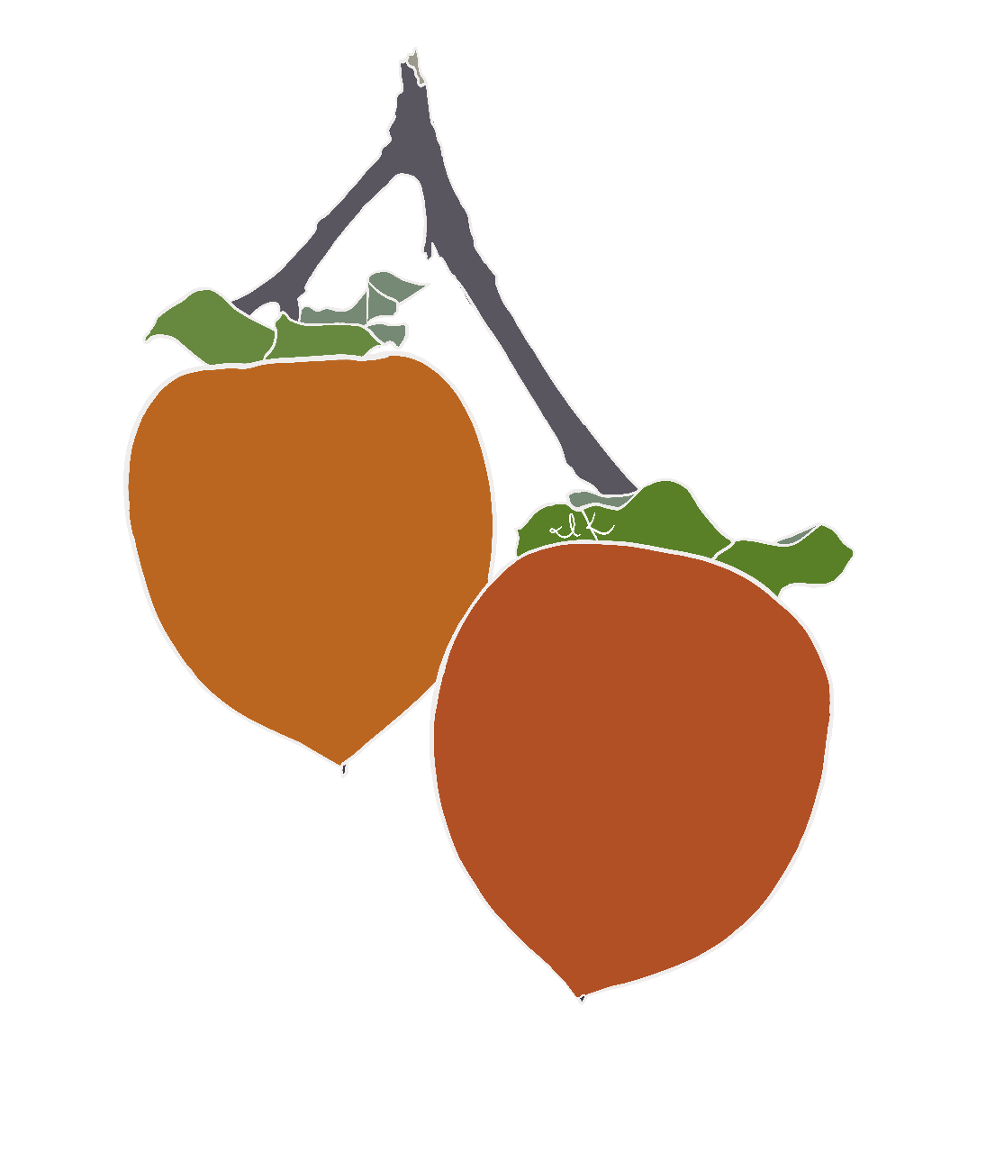 Hachiya Persimmons