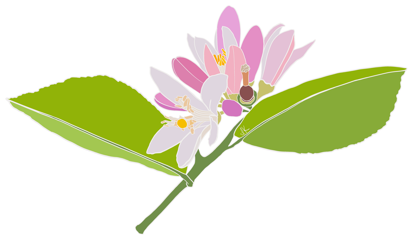 Lemon Blossom