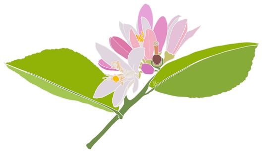 Lemon Blossom