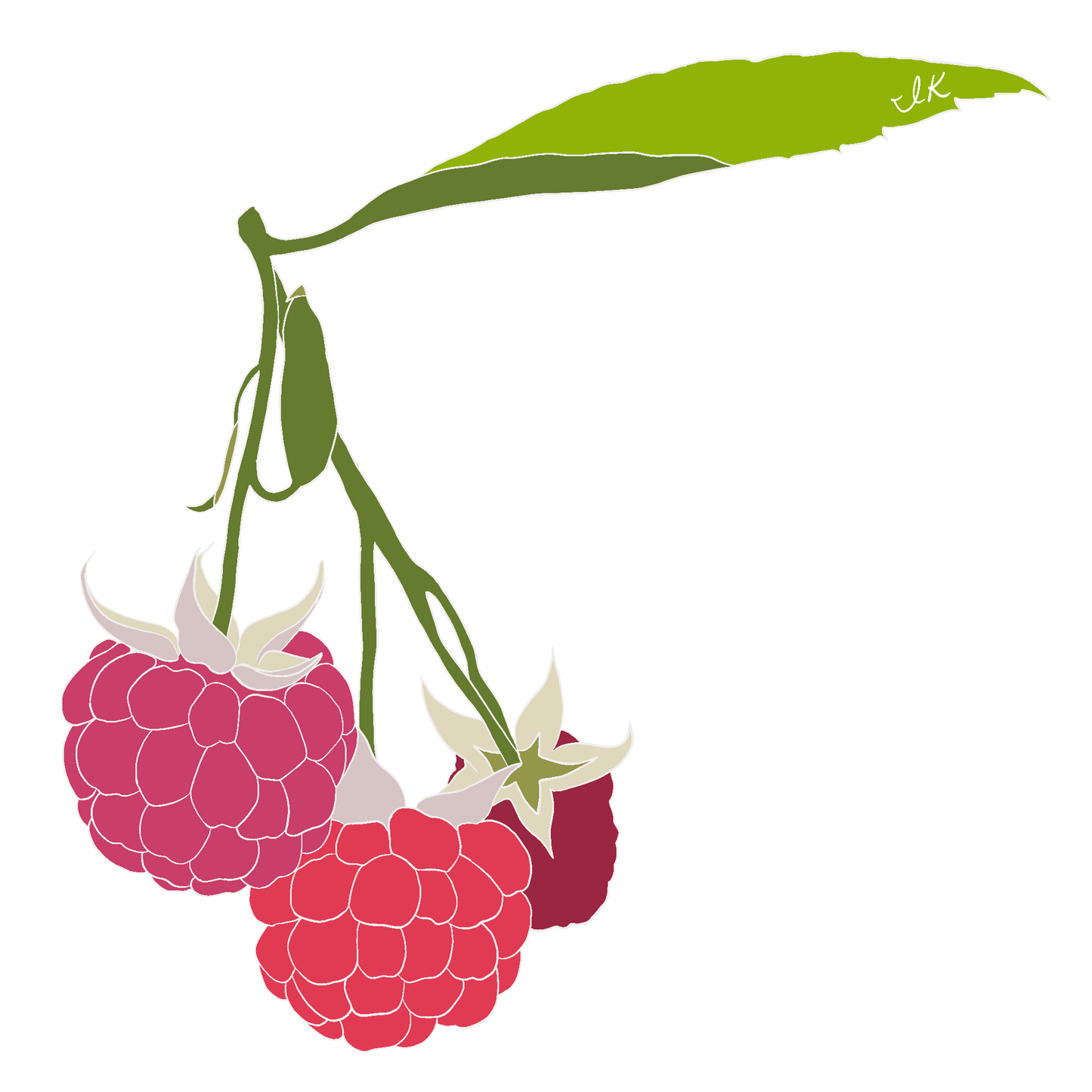 Raspberry Vine