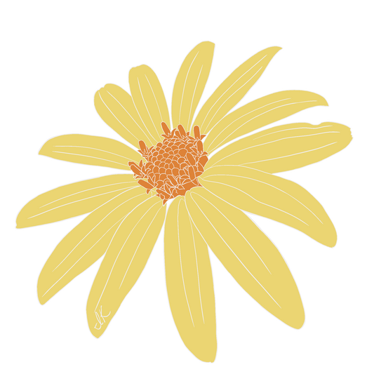 Jerusalem Artichoke Flower