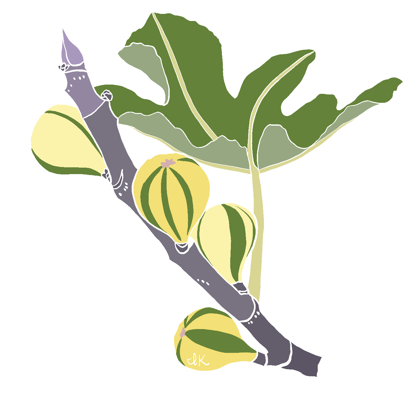 Striped Tiger Figs
