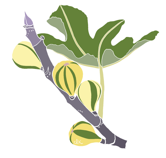 Striped Tiger Figs
