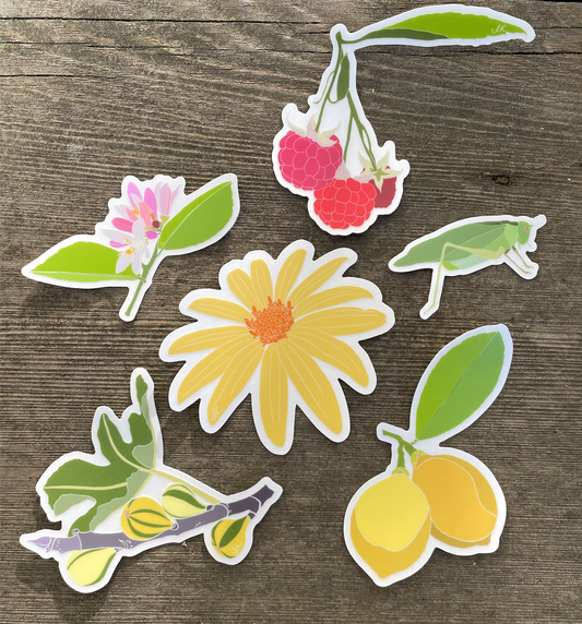 Full Transparent Spring Collection